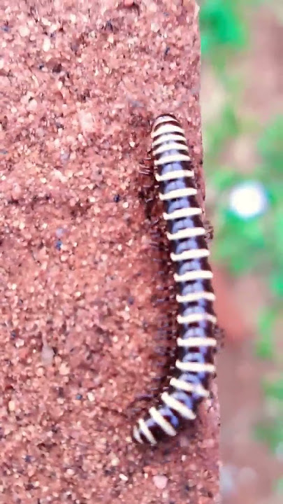 Millipede Part - 28 #short