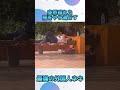 突然現れた熊を簡単にやり過ごす最強の外国人ネキ #shorts #閃光のハサウェイ #moments#interestingfacts