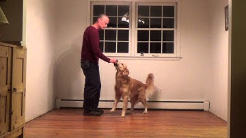 Beginner clicker class, Capturing and Shaping Level 1, Head Dip