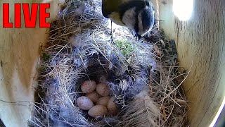 Angry bird build a nest Live