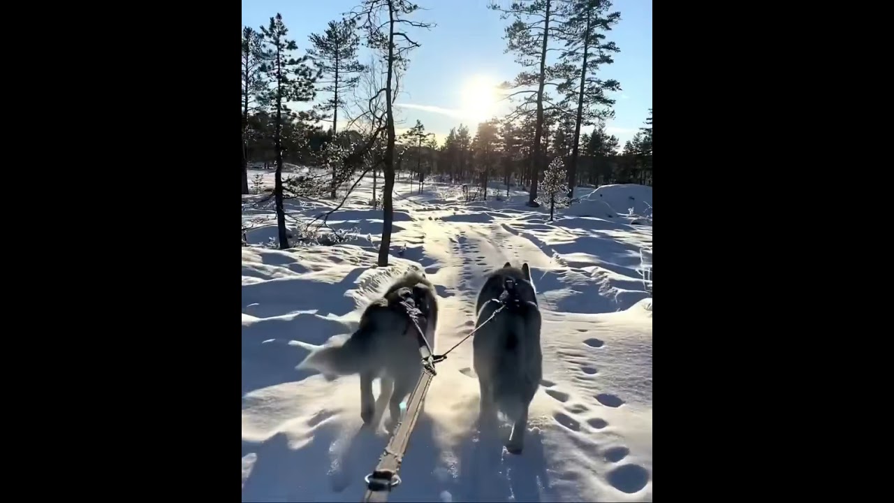 Huskies are so cute 🥰❤️❤️❄️     