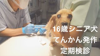 【てんかん犬】16歳シニア犬のてんかん発作検診: 動物病院での定期検診 by azi 『イヌなで』ちゃんねる 597 views 8 months ago 5 minutes, 18 seconds