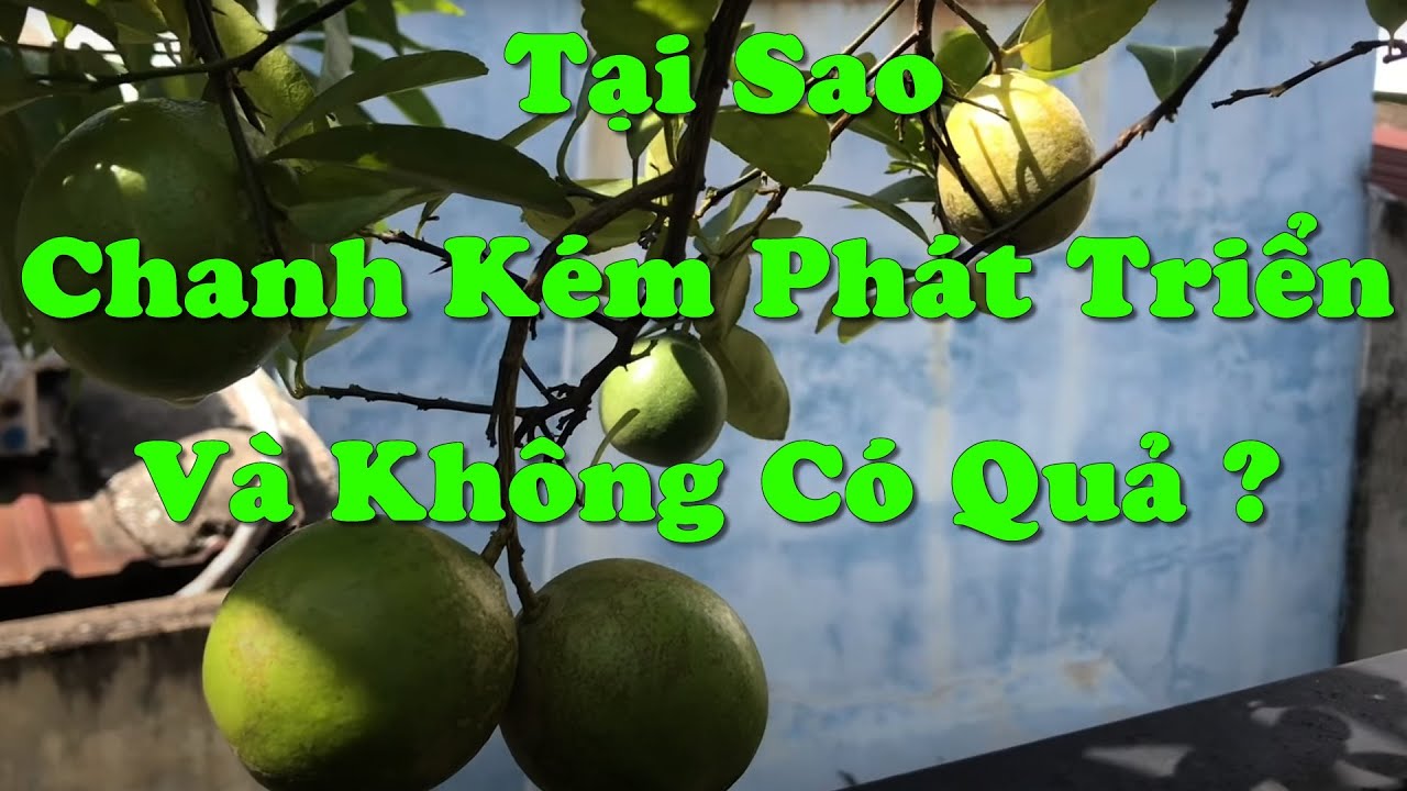 Tại Sao Chanh Kém Phát Triển Và Không Có Quả Khi Trồng Tại Nhà