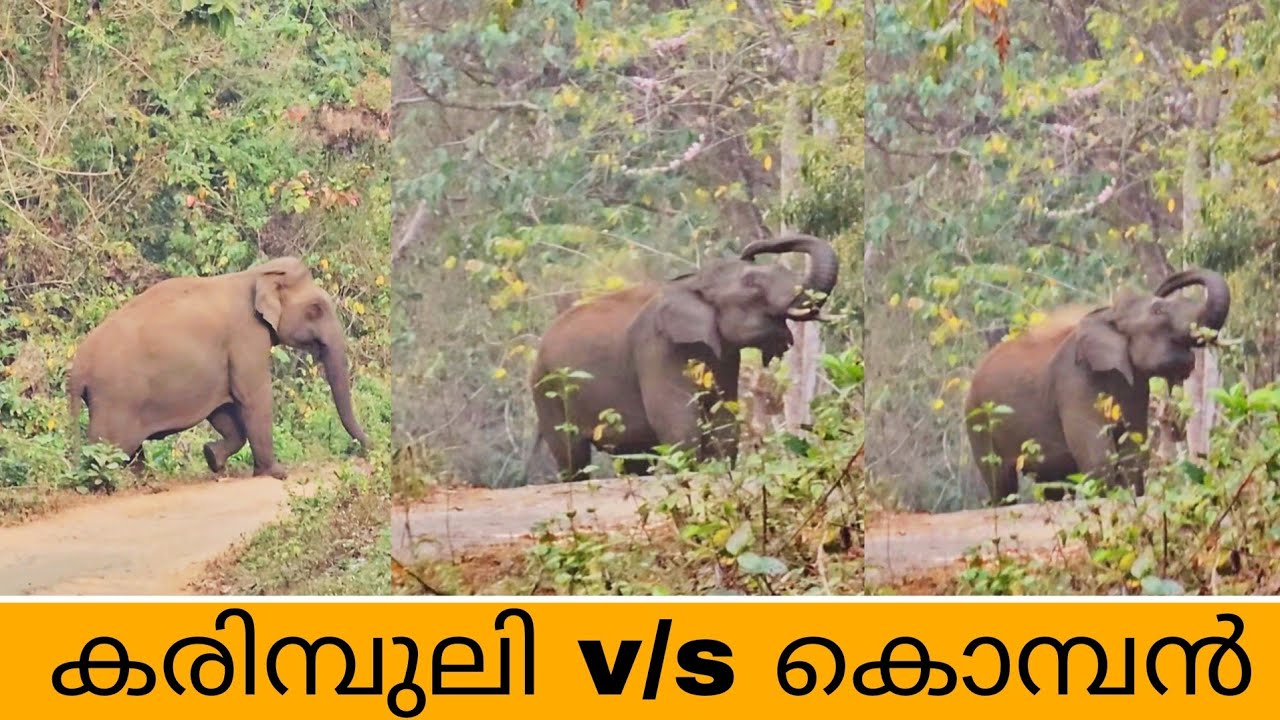 Черная пантера отправилась на поиски слона и оказалась перед ним. | черная пантера