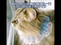 猫 首輪 ハンドメイド A lvoe cat