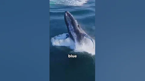 Fascinating Animal Facts You Didn't Know! 🐯🤯