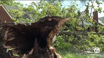 Tree cleanup operations underway in Detroit after Monday