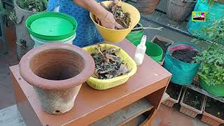 Learn How to Compost with Vani Murthy