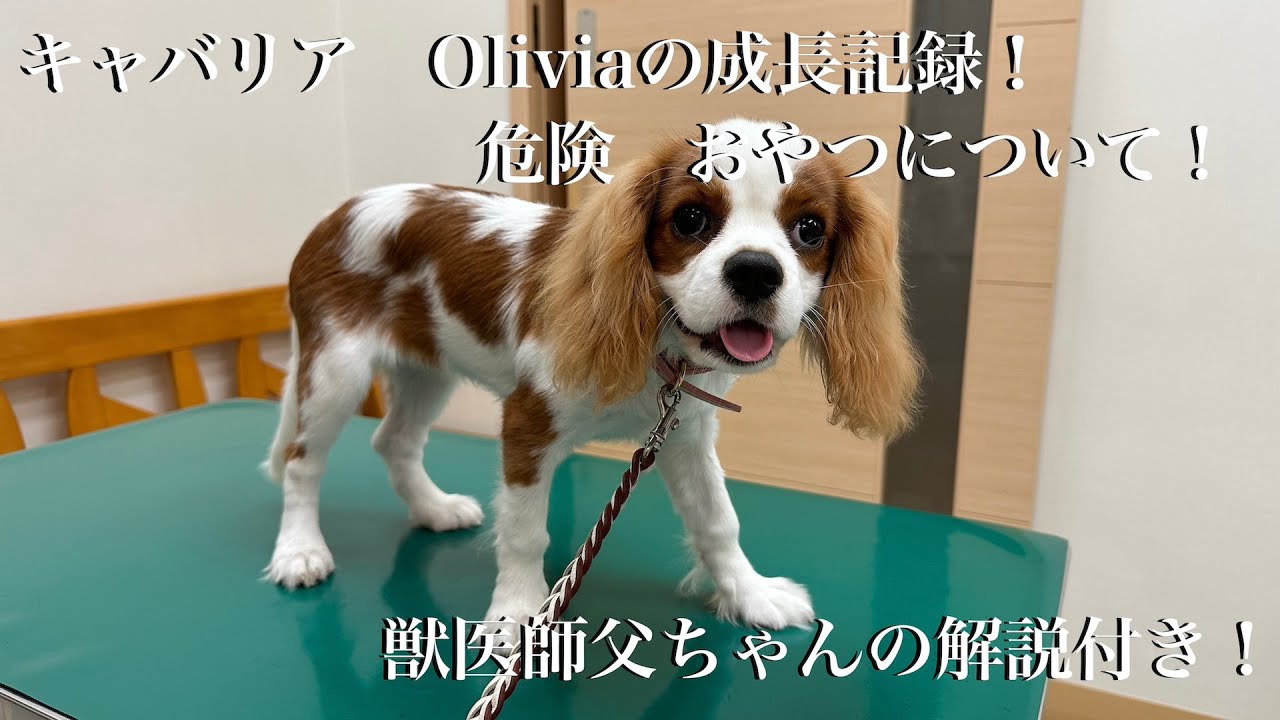 Oliviaの成長記録 おやつについて