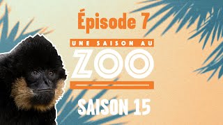 La nouvelle vie de Jawi le gibbon (S15E07) [INTEGRAL]