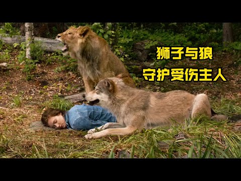 女孩摔倒昏迷，狼与狮子寸步不离守在身边，用身体为她取暖！