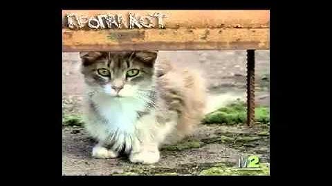 Propazha (пропажа) - Звуковое убийство (photoindustries interlude)