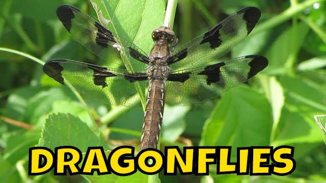 Dragonflies at Mass Audubon Waseeka