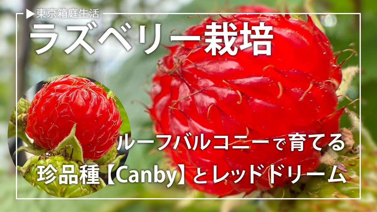 ラズベリー「キャンビー」の育て方｜家庭菜園で実り多きベリーライフを