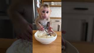 aby monkey sneaks into a kitchen and steals a bowl of rice, eating  #shorts