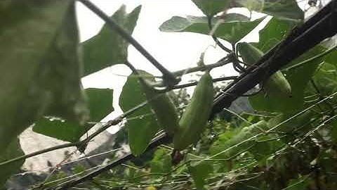 Dưa leo rừng Dễ trồng kháng sâu bệnh, năng suất cao không cần dùng thuốc, Dưa của mọi nhà