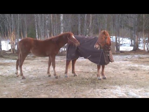 Video: Takiaisten Käyttö Perinteisessä Lääketieteessä