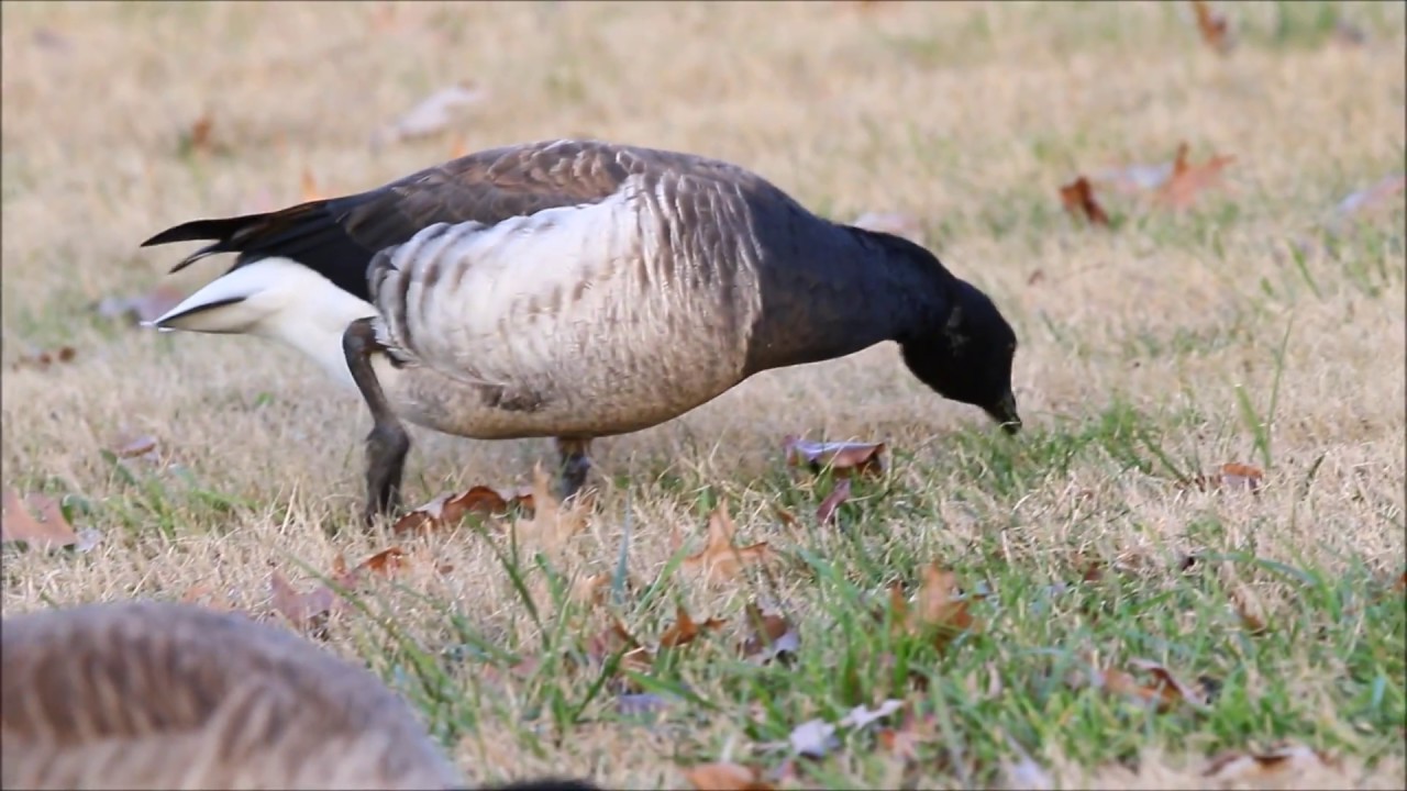 Brant Goose - YouTube