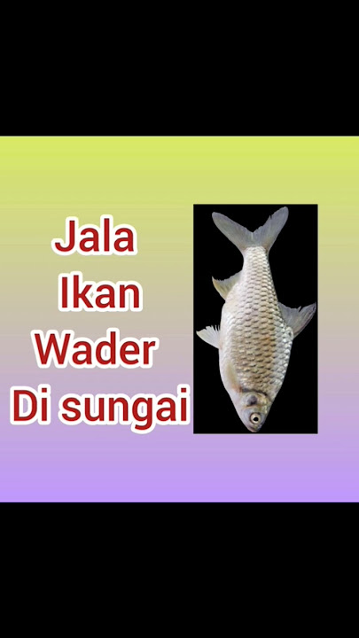 jala ikan wader di sungai ! #hutan #alam #sawah #sungai#jalaikan #shorts
