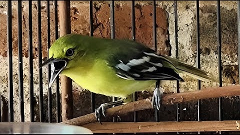 (Rahasia Sukses) Suara Burung Sirtu Cipoh Betina yang Ampuh untuk Memancing!