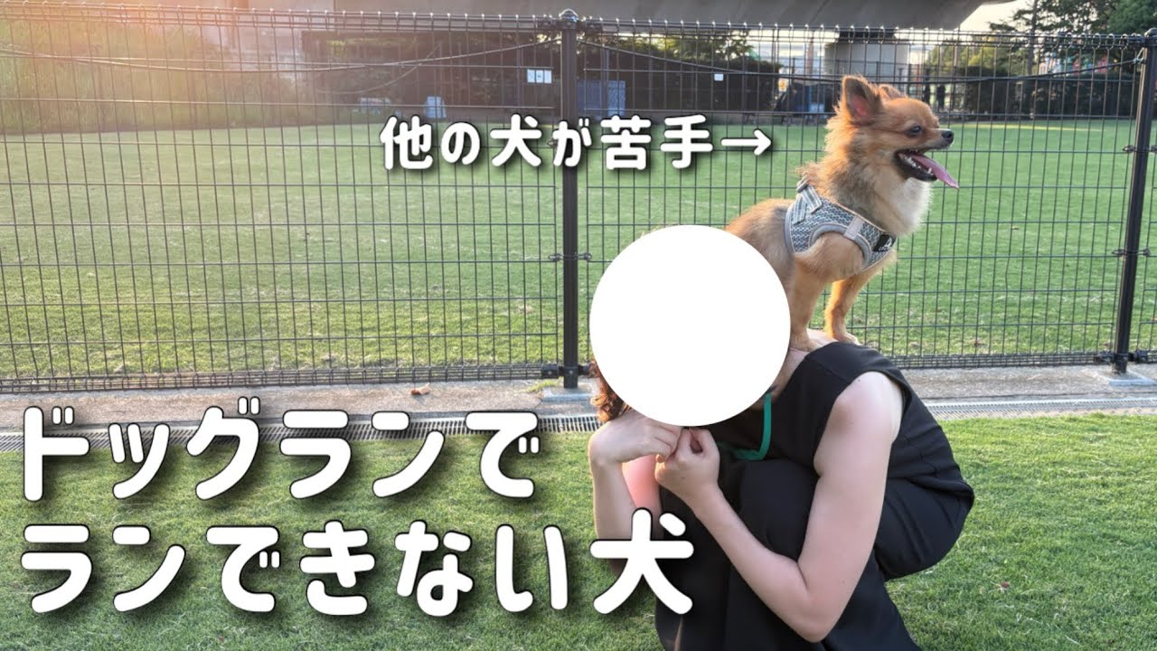 【犬見知り】なるべく高いところに逃げ回る姿が可愛すぎるww