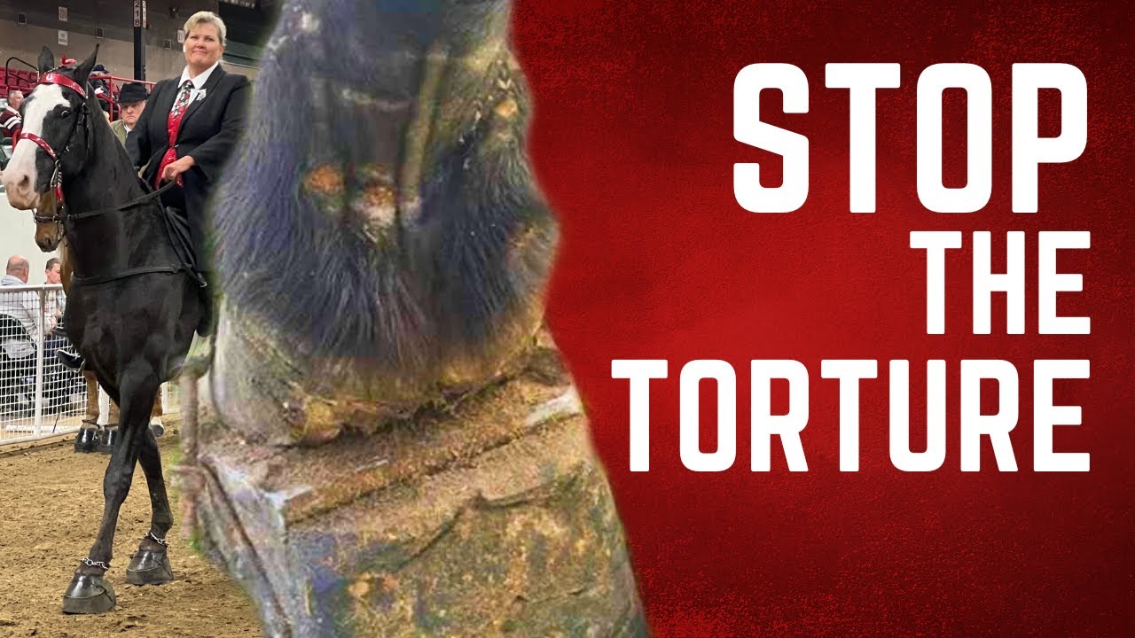 Stop the Torture - Horse Shelter Heroes S3E37