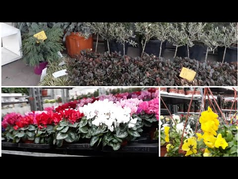 VLOG:ისნის სათბურში