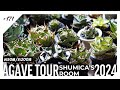 【約50種200株】夫婦で育てるアガベたちを紹介します。|plant tour