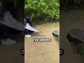 She Waited Her Whole Life for This Peacock Moment
