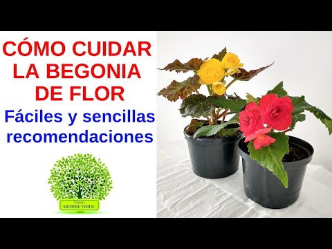 Como cuidar la BEGONIA CARACOLA [Begonia ESCARGOT] - YouTube