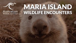 Wildlife Encounters on Maria Island | Australian Wildlife Journeys