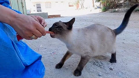 Watch the video about A stray Siamese cat wanted to steal cat candy.