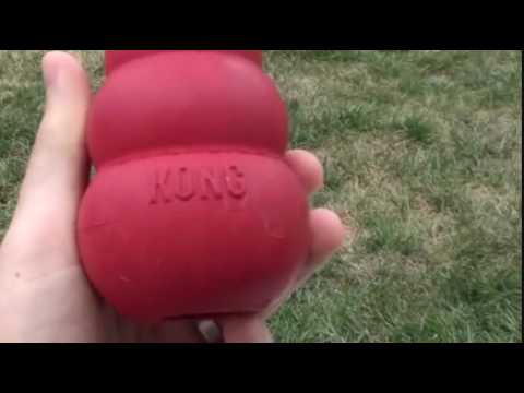 the kong dog toy