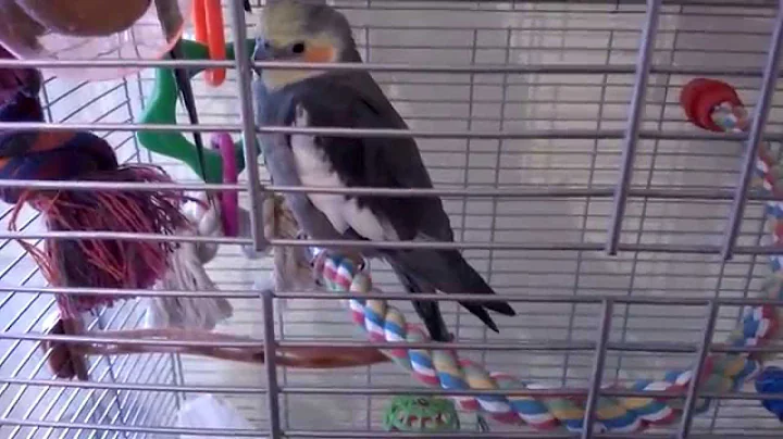 Cockatiel CHUCK NORRIS - vision cage L02