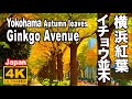 横浜の紅葉2022 イチョウ並木 Ginkgo Avenue in Yokohama Autumn leaves 日本大通り 山下公園通り 横浜観光 イチョウの名所 秋の横浜 横浜紅葉 紅葉の名所