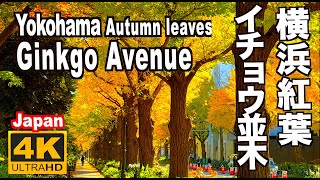 横浜の紅葉2022 イチョウ並木 Ginkgo Avenue in Yokohama Autumn leaves 日本大通り 山下公園通り 横浜観光 イチョウの名所 秋の横浜 横浜紅葉 紅葉の名所 by Discover Nippon 20,931 views 7 months ago 8 minutes, 43 seconds