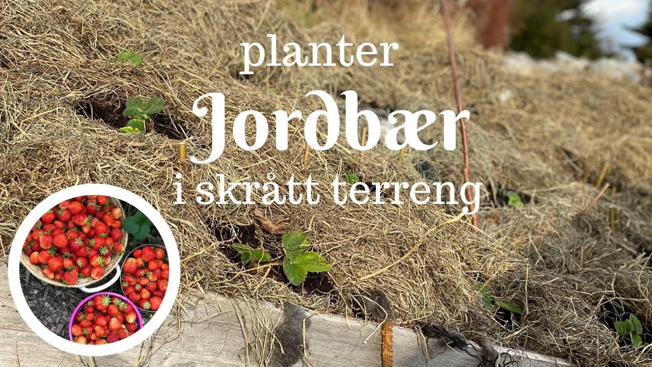 Planter jordbær i skrått terreng | Bare naturlige materialer og uten  ugress. - YouTube