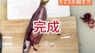 干物 カマス の開き方 Youtube