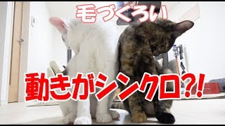 ちゅーるを食べた後の毛づくろいで動きがシンクロする猫2匹！