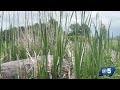 Officials urge precautions as tick and mosquito activity increases