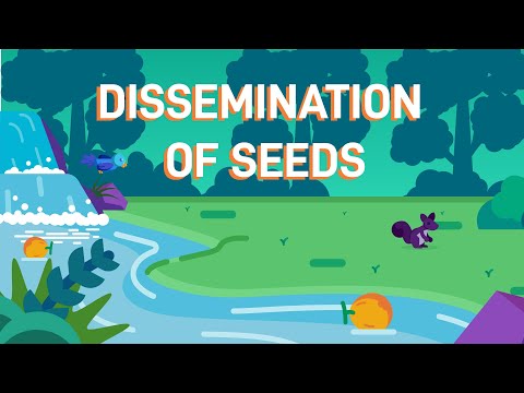 How Plants Disperse Their Seeds