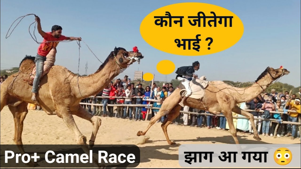 Pro Camel Race || भंयकर दौड़े ऊंट भाई कौनसा जीतेगा || International ...