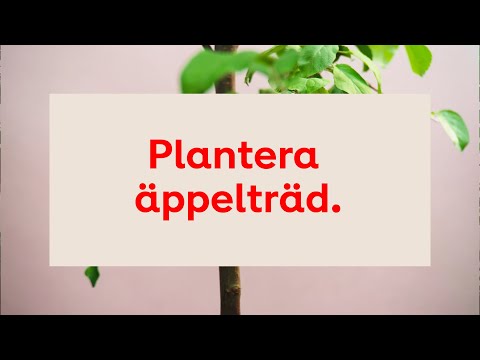 Video: Hur Förökar Jag Ett äppelträd? Reproduktion Med Luftlager. Hur Odlar Man En Planta Utan Vaccinationer? Hur Förökas Med Grenar Och Frön? Beskrivning Av Metoder