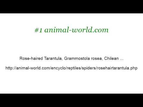 camera iphone 8 plus apk How-To Tell If A Rose-Haired Tarantula Is Male Or Female