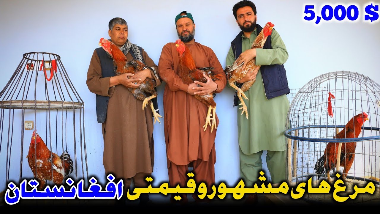 مشهورترین مرغ‌های جهان با قیمت 5,000 $ هزار دالر در افغانستان | $5,000 World’s Most Famous Chickens