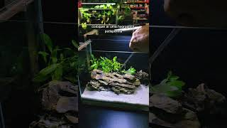 Montando um aquário plantado LOW TECH #aquario #aquarioplantado  #aquarismo