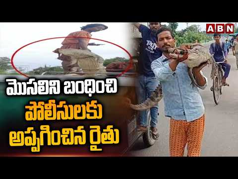 Bihar Farmer Carries Live Crocodile : మొసలి ని బంధించి పోలీసులకు అప్పగించిన రైతు | Viral Video | ABN - ABNTELUGUTV