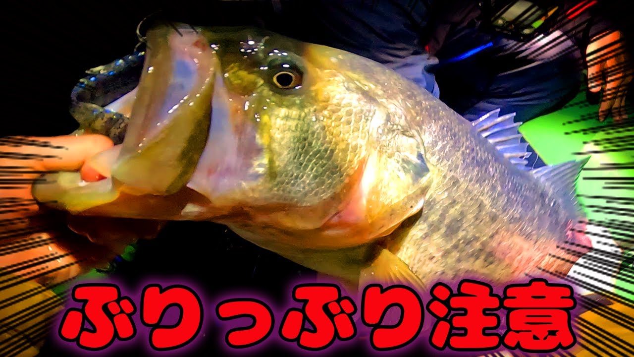 バス釣り】 今が激アツ!!夜の琵琶湖北山田ブラックバス