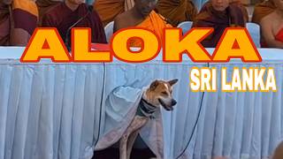 Aloka Walks On — A New Chapter in Sri Lanka