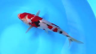 第5回ライブ鯉カップ Part I】260208-071の出品鯉のご紹介！！ - YouTube